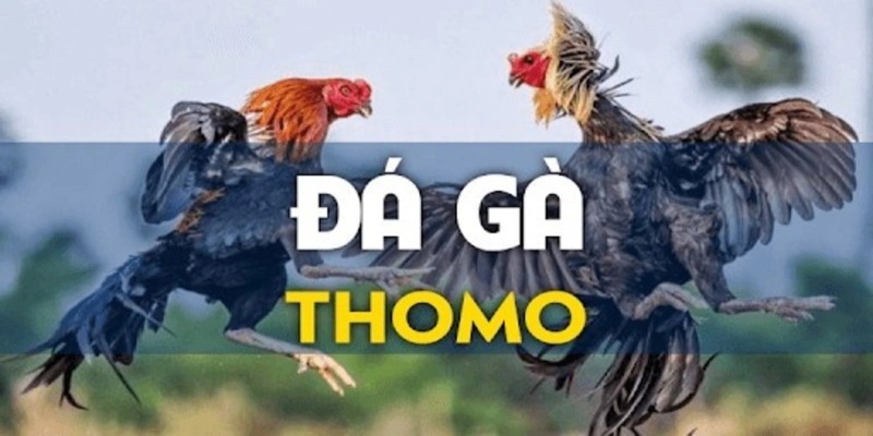 đá gà thomo